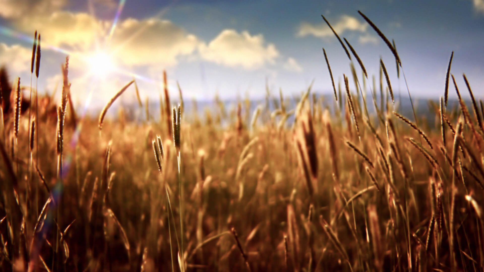 Глобальное потепление пшеница